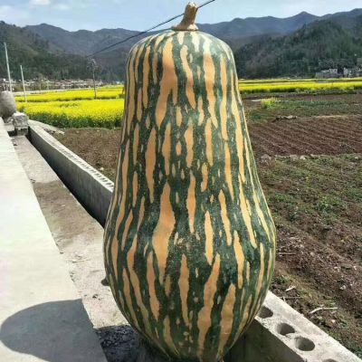 大北瓜，玻璃鋼仿真果蔬景觀雕塑